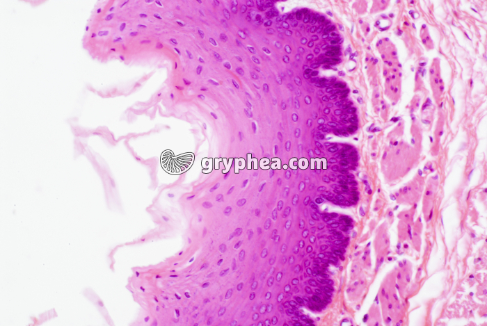 Oesophage - muqueuse oesophagienne x25 - gryphea.org